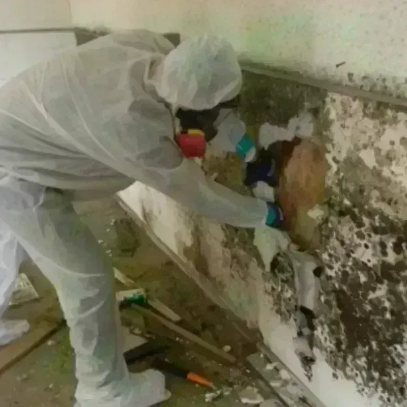 Mold Remediation and Removal in Castle Point, MO